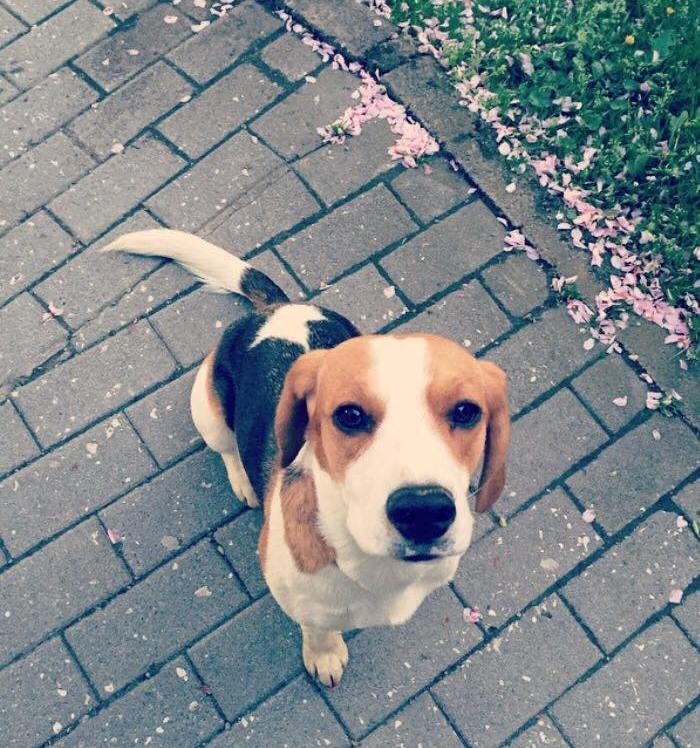 Meine beagledame Emma - Jenny Lach