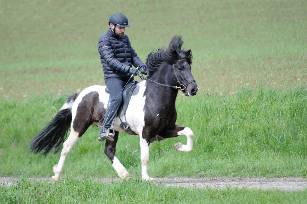 Mjölnir vom Lipperthof 2016 DIM 2017