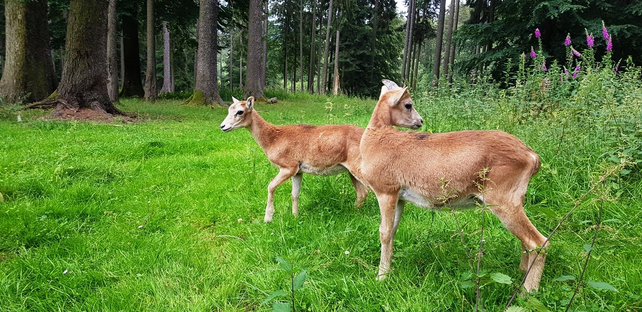 Wildpark Eslarn Mufflon