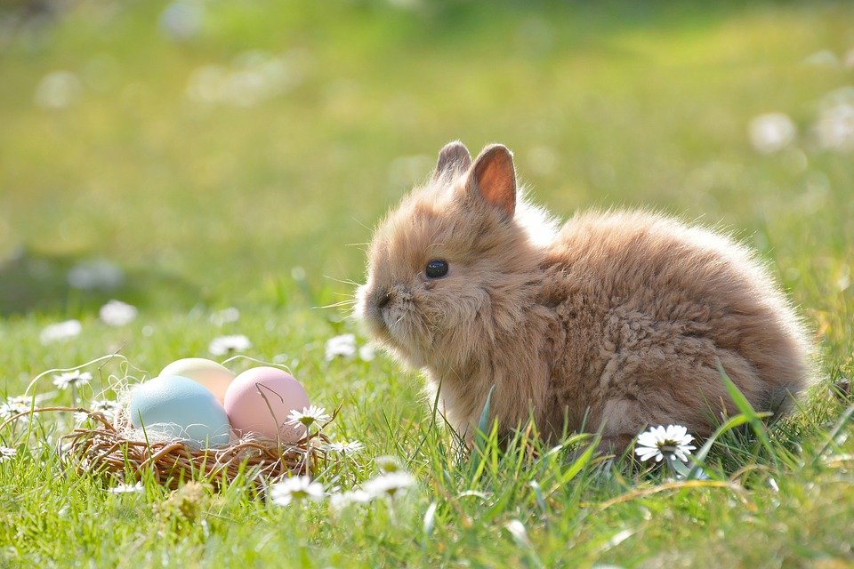 Osterhase Osterfest Osternest Ostereier Eiersuche Symbol Symbolbild