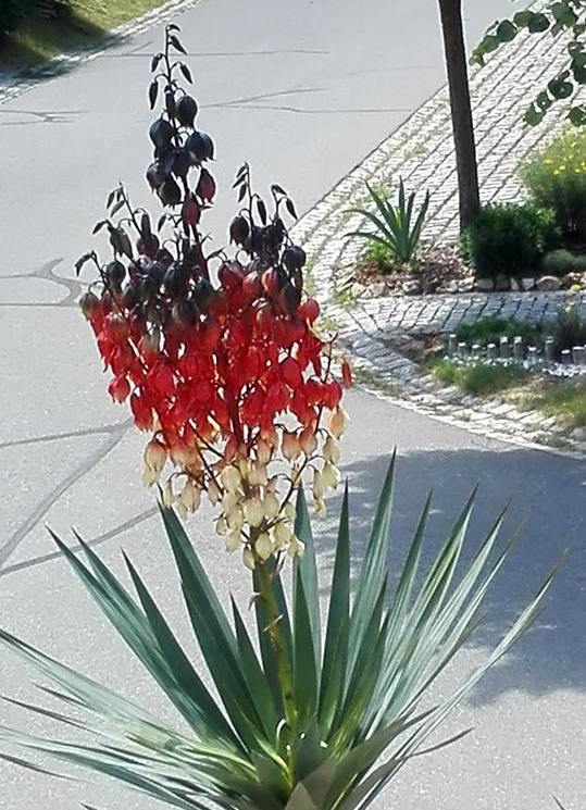 Palme, Schwarz-Rot-Gelb, Kirchendemenreuth