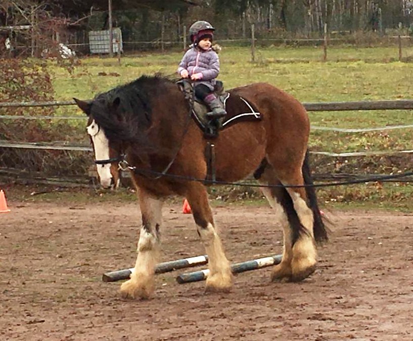 Pferdehelden Neudorf Pädagogik