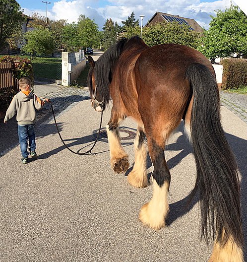 Pferdehelden Neudorf Pädagogik