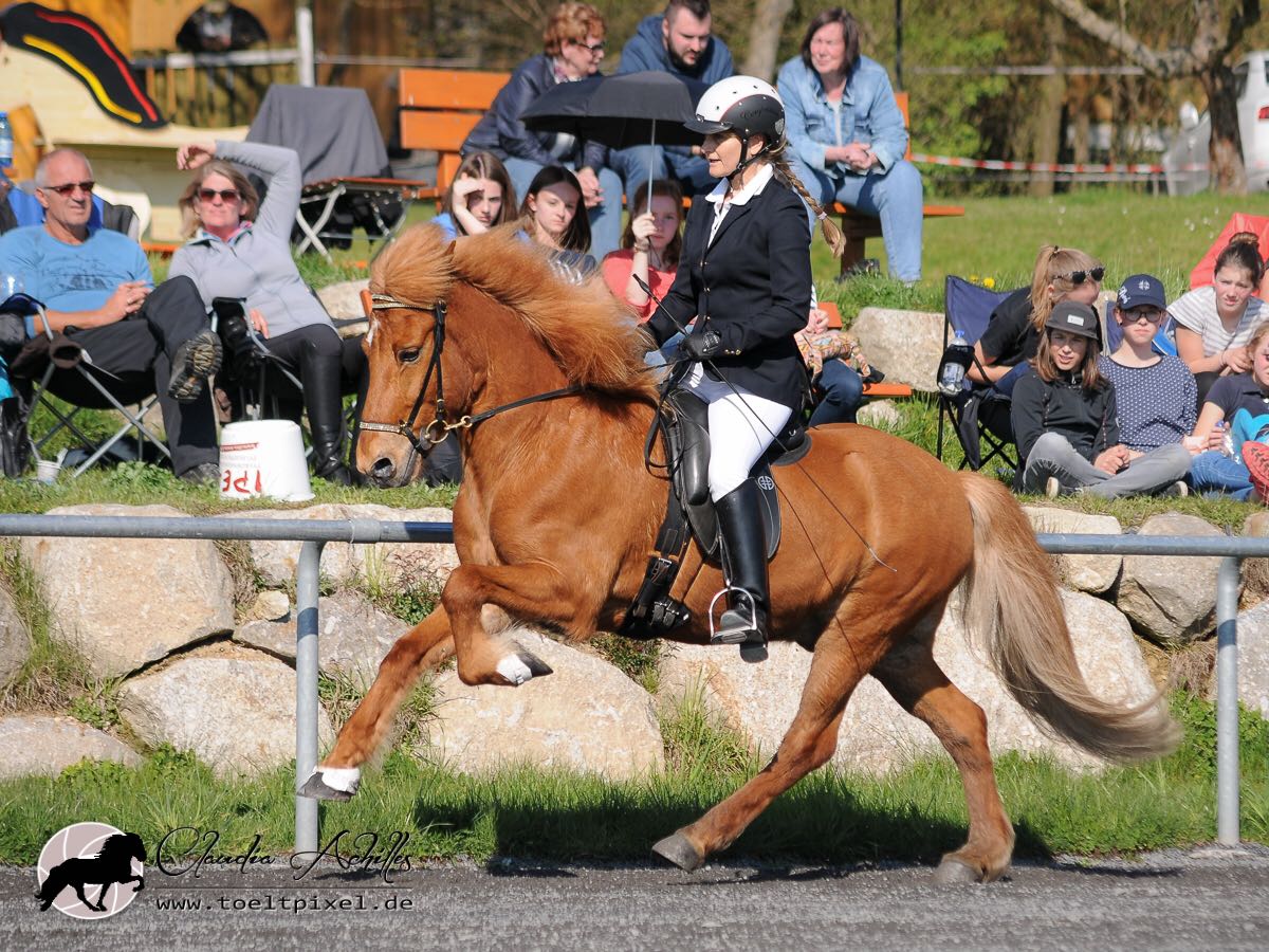 Pokki frá Efstu-Grund amtierender Weltmeister im Tölt geritten von Irene Reber LIpperthof Wurz DIM 2017
