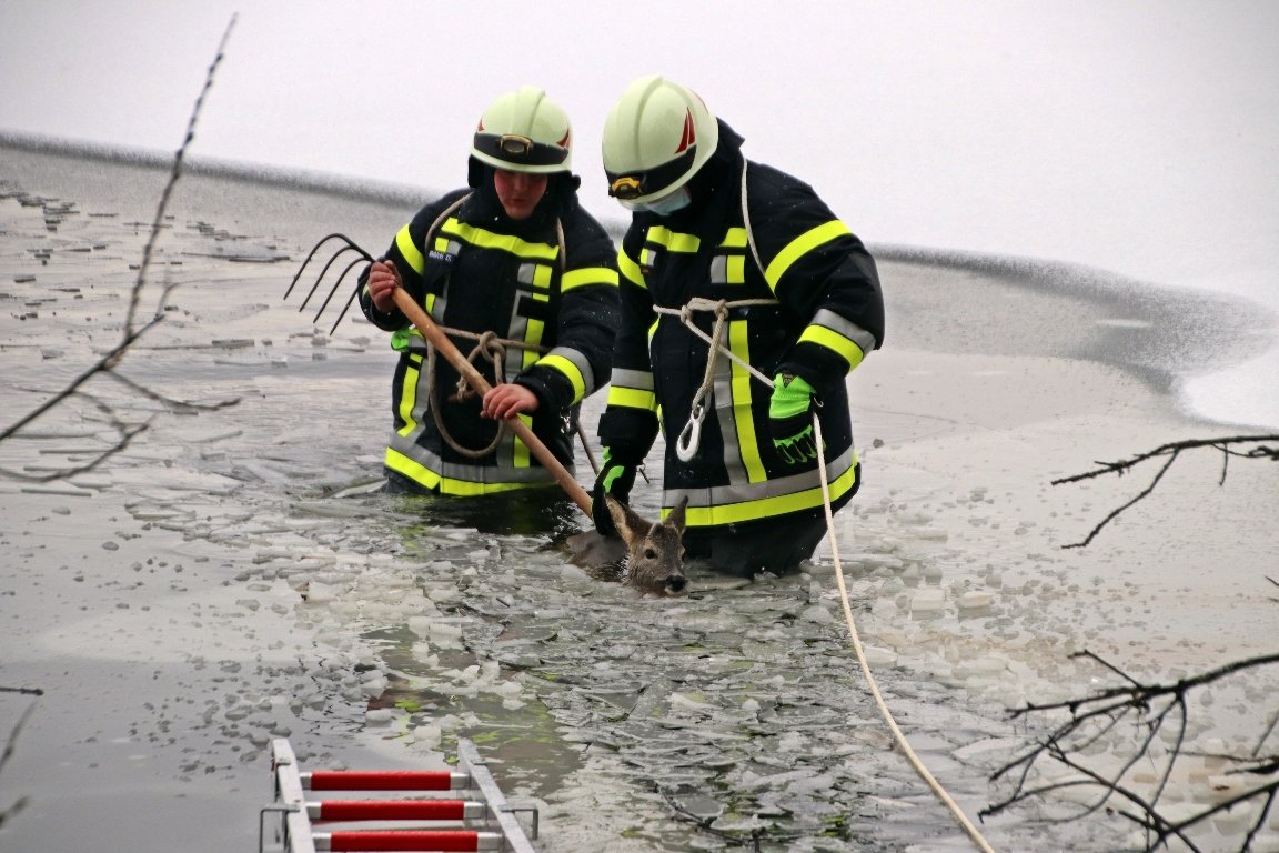 Reh Rußweiherhammer Eis eingebrochen 2
