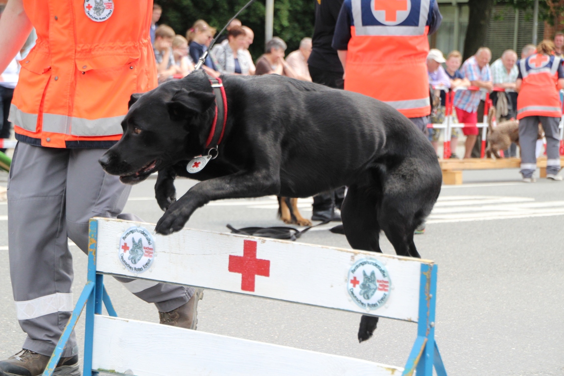 Rettungshunde, Boxxenstop, Verkehrssicherheitstag (22)