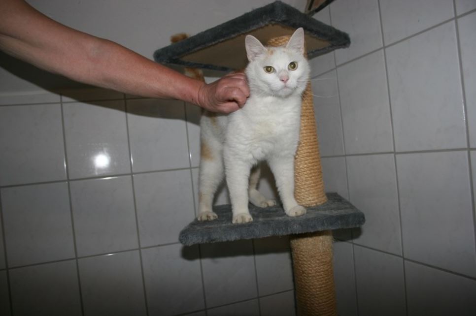 Ricky Kater Tierheim Weiden 2