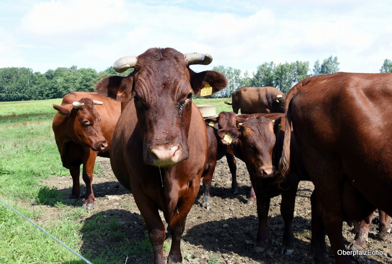 Rotes Höhenvieh Sauer Burgtreswitz