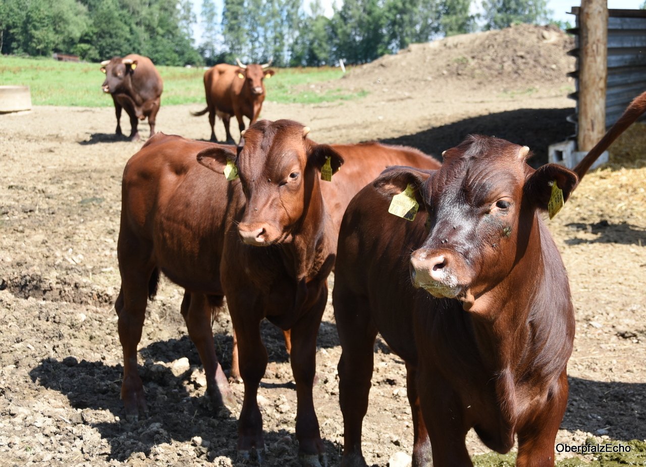 Rotes Höhenvieh Kälber