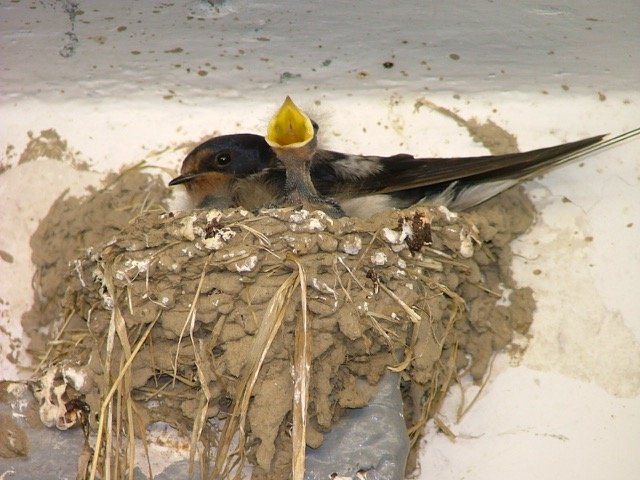 Schwalben Vögel Zugvogel Nest Küken Süden 2