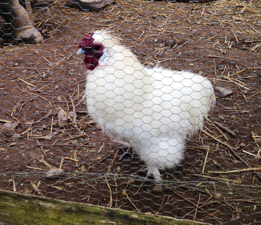 Tierpark Irchenrieth, Seidenhuhn