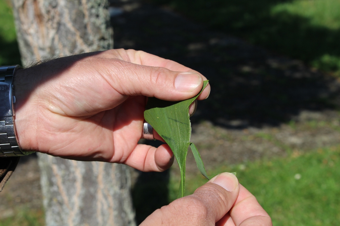 Stadtgartenmeister, Hans Gallersdörfer,  (1)