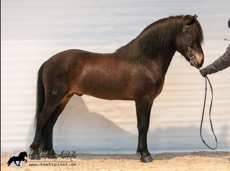 Starri frá Herridaholi Lipperthof Wurz DIM 2017 (2)