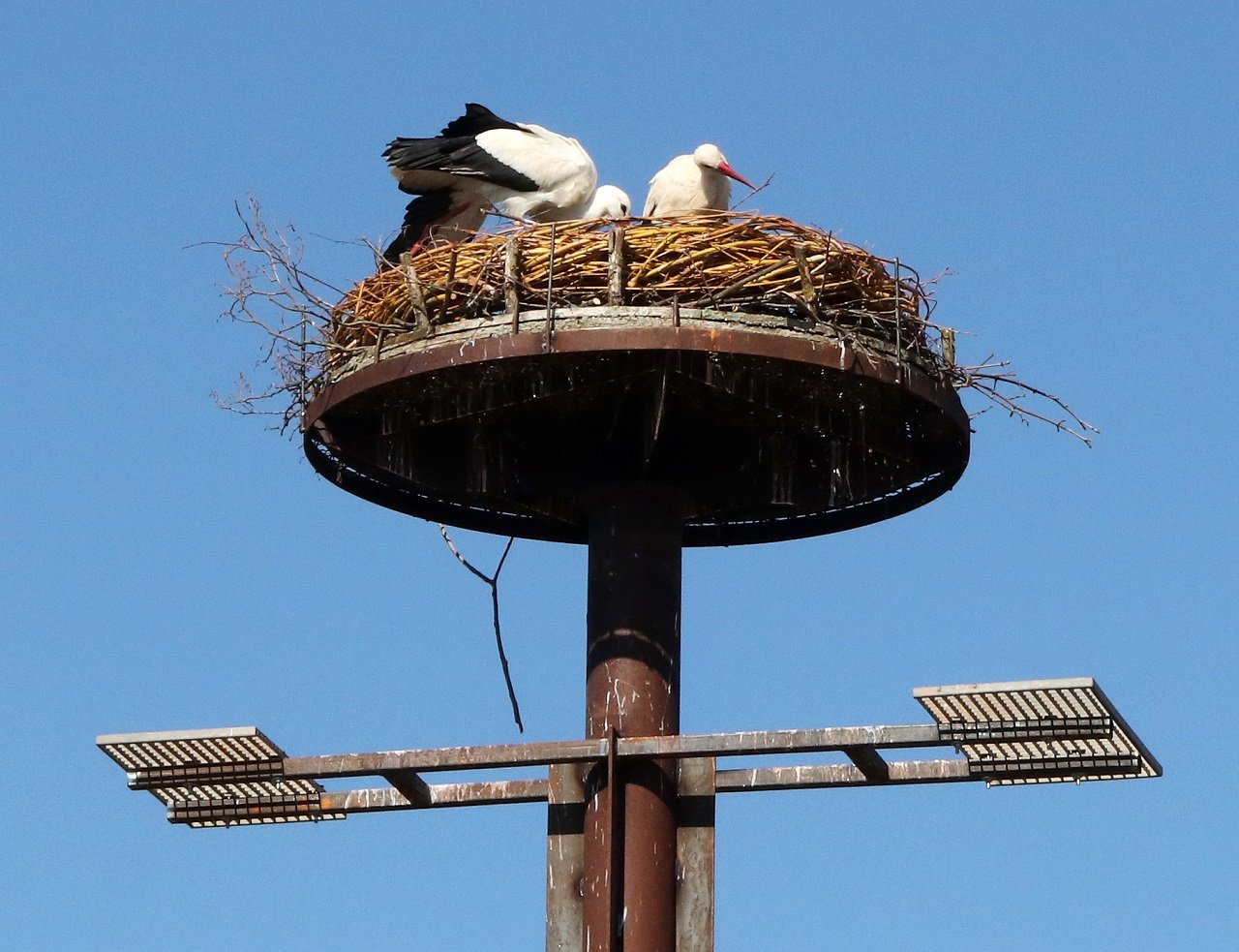 Störche Horst Storchenpaar Storch Floß Gollwitzer Spezialtiefbaufirma Storchen Mama Andrea Gollwitzer Bilder Stephan Landgraf (6)