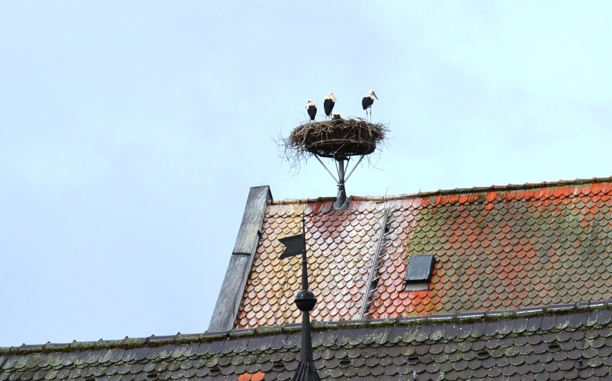 Storch Landrat Andreas Meier Ferdinand Maskotchen (3)