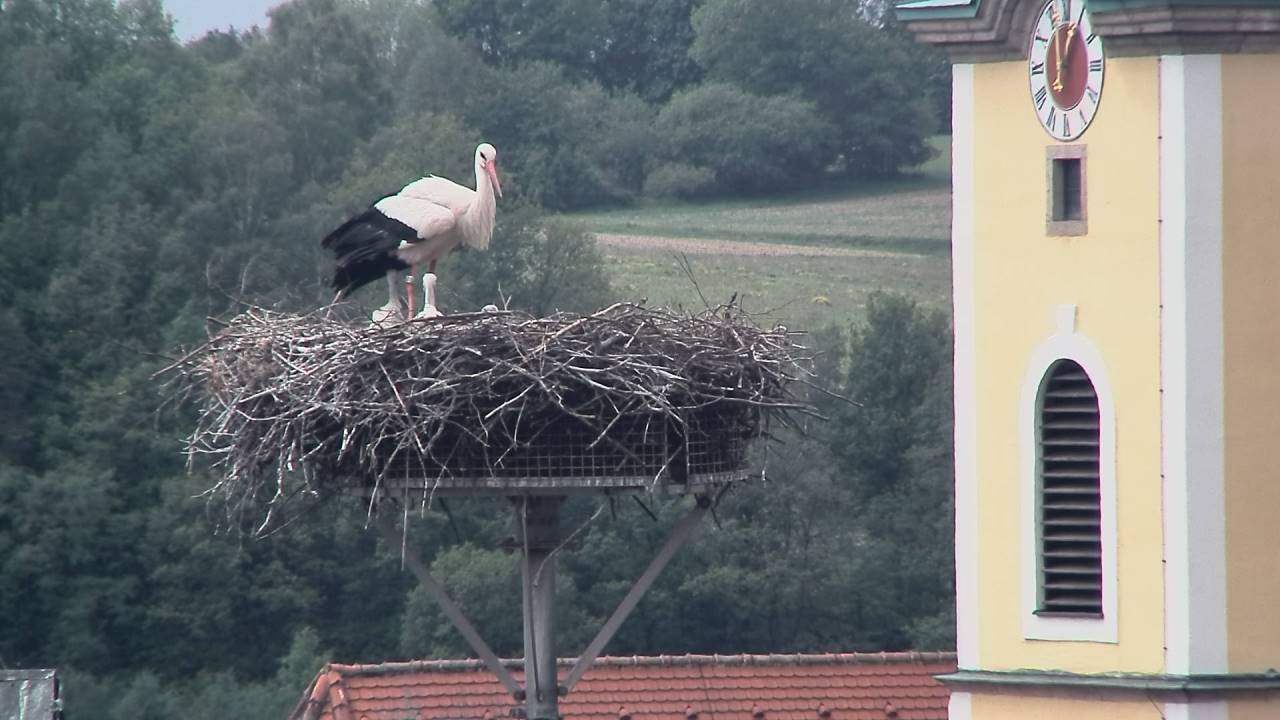 Storch Neustadt Waldnaab Störche drei Kids (2)