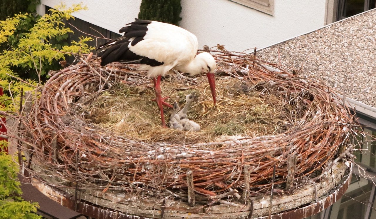 Storch Störche Floß Andrea Gollwitzer 1
