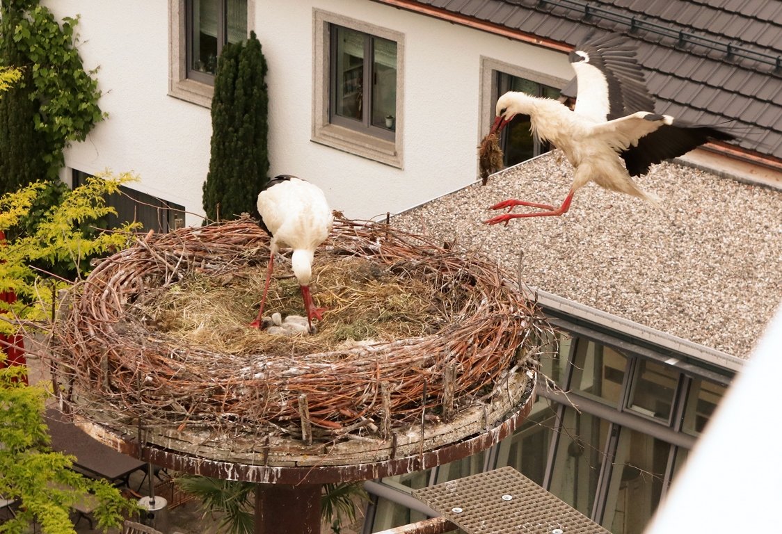 Storch Störche Floß Andrea Gollwitzer 2