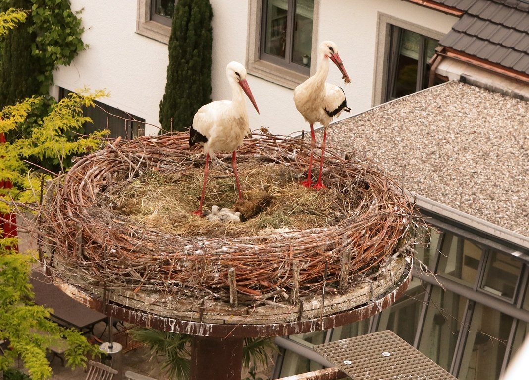 Storch Störche Floß Andrea Gollwitzer 3