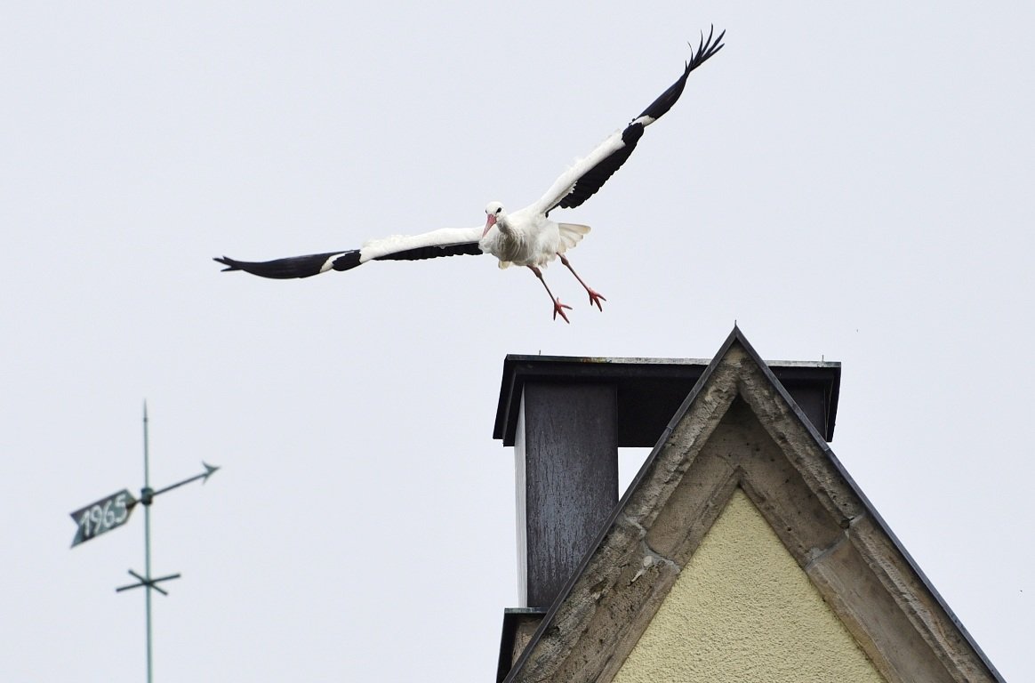 Storch Weiden (2)
