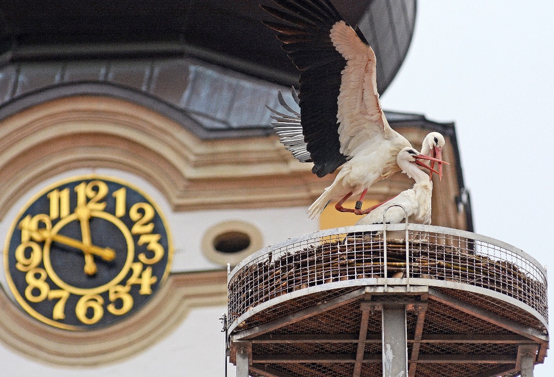 Storch, Weiden, 20. März, Adebar, Storchenpaar, Kirche