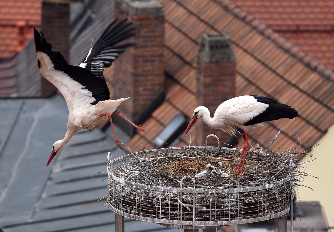 Storch Weiden 2018 Babys Küken Adebars (2)