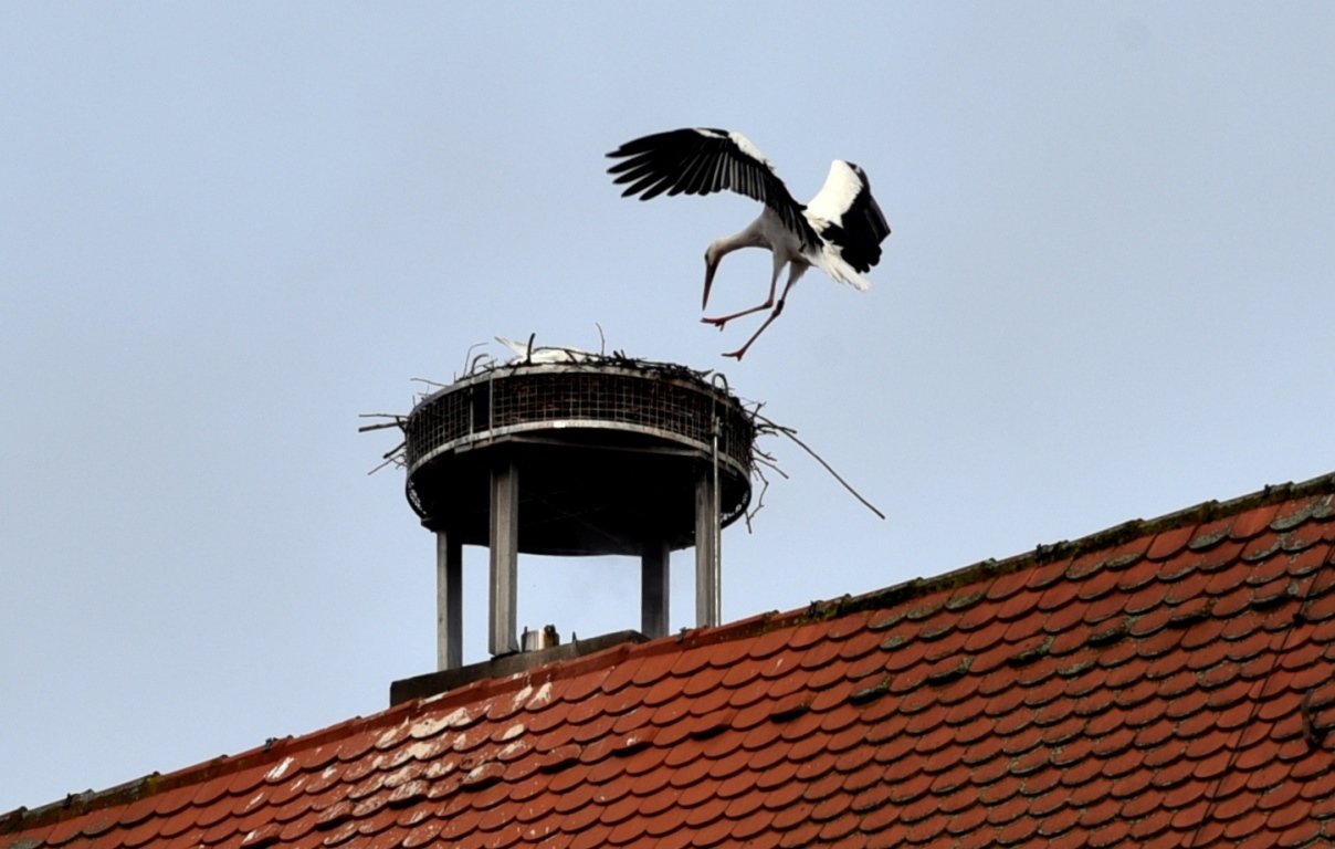 Storch Weiden 2020 Storchenhochzeit Symbol Symbolbild1