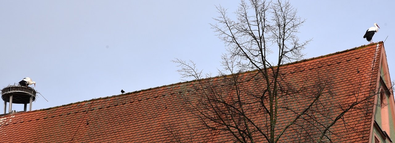 Storch Weiden 2020 Storchenhochzeit Symbol Symbolbild3