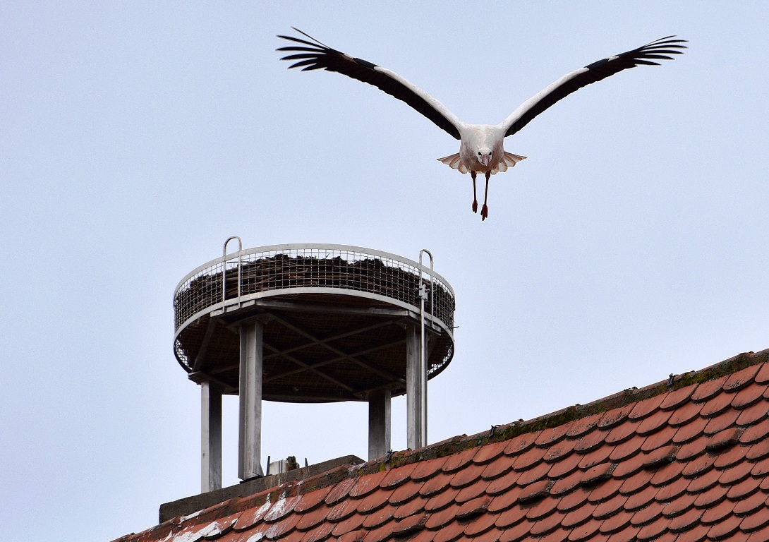 Storch Weiden (4)