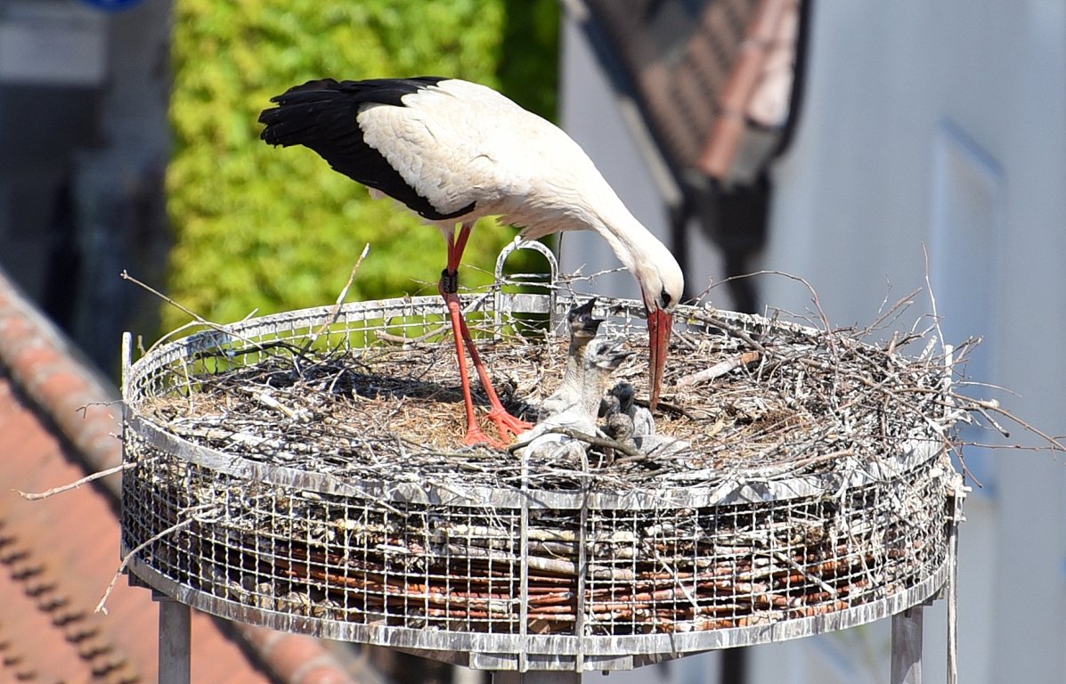 Storch Weiden, Adebar, Familie, Frühling (1)