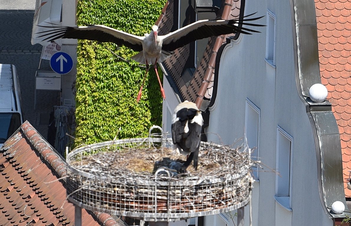 Storch Weiden, Adebar, Familie, Frühling (2)