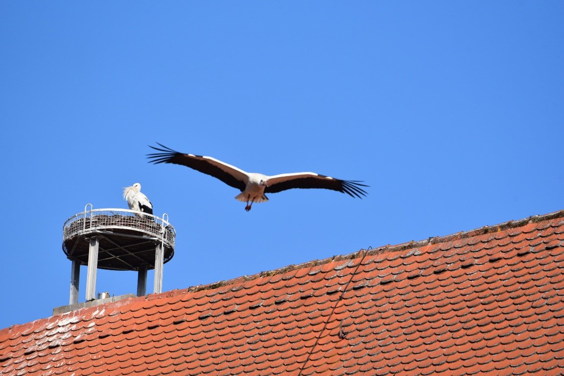 Storch Weißstorch Weiden Altes Schulhaus Umsiedlung Weiden Familie Adebar12