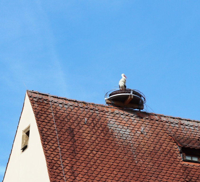 Storch Grafenwöhr