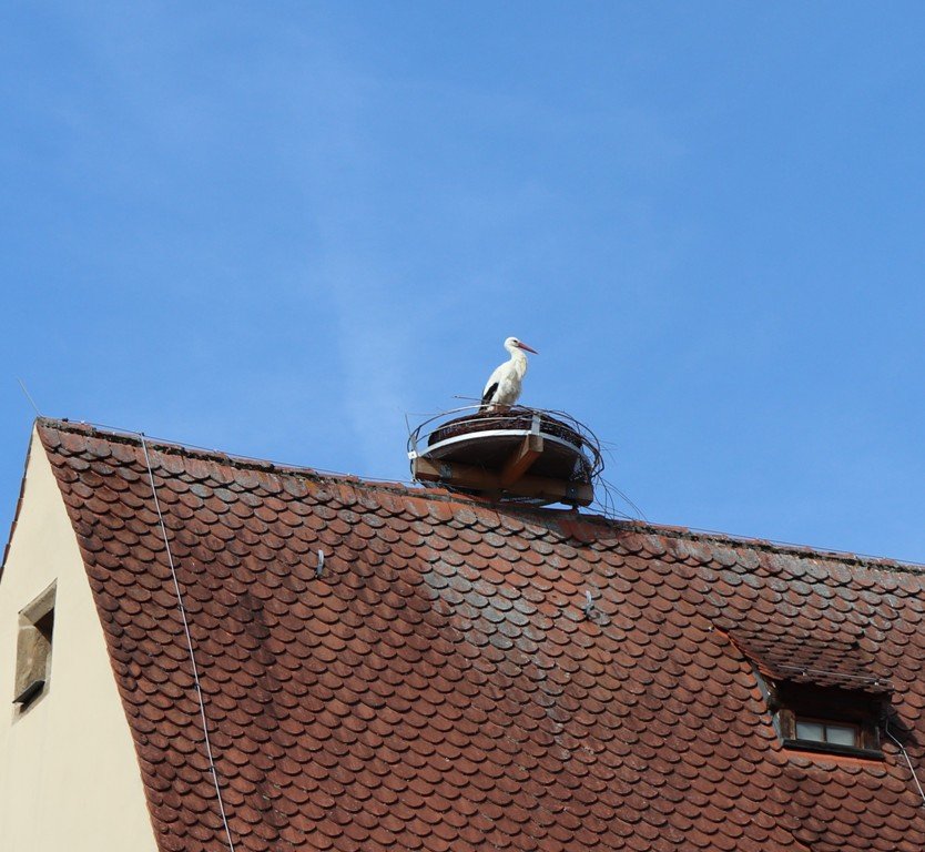 Storch Grafenwöhr