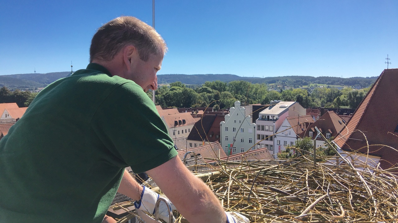 Storchenhorst Weiden, Ersatzhorst, Storch, Adebar2