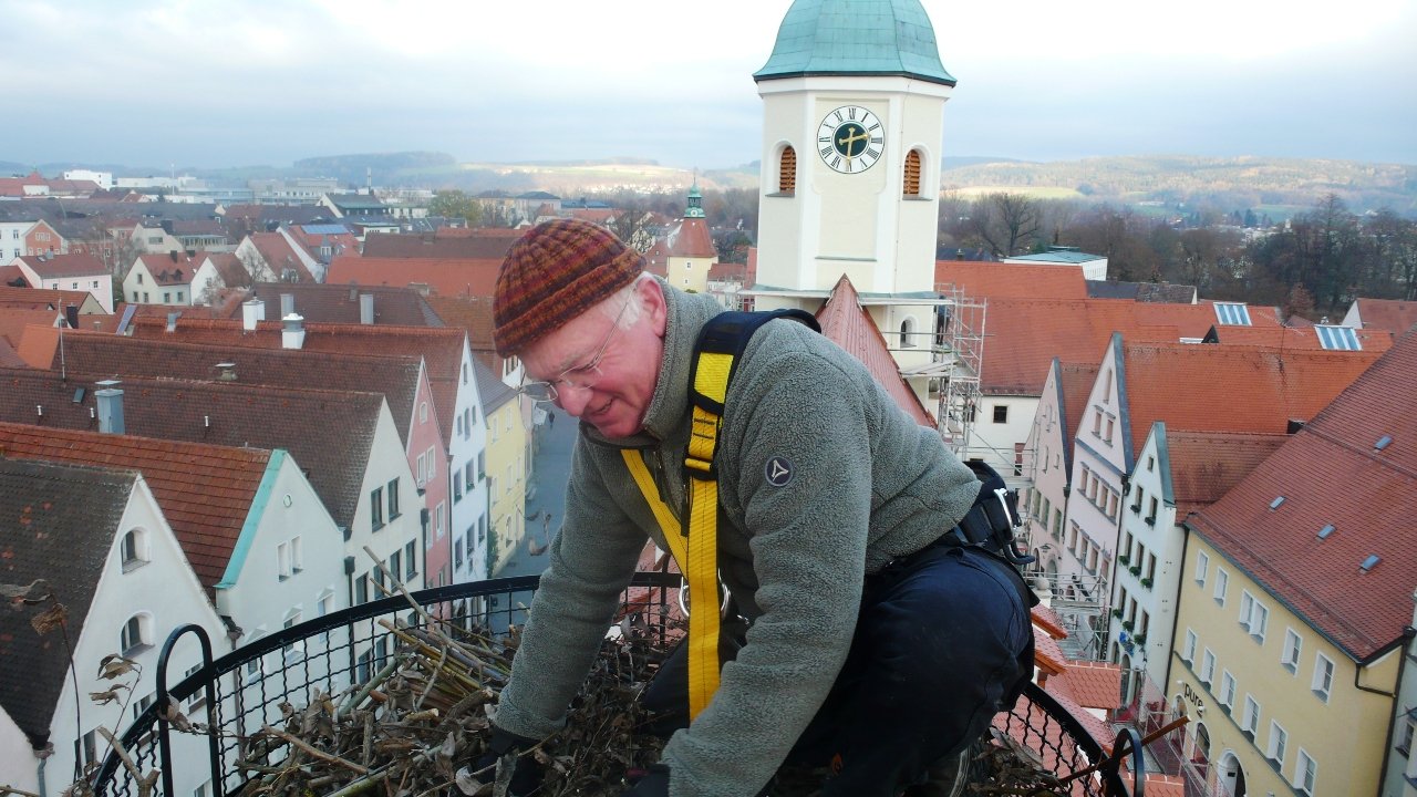 Storchennest Weiden Altes Rathaus