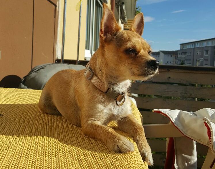 Struppi beim Sonne tanken