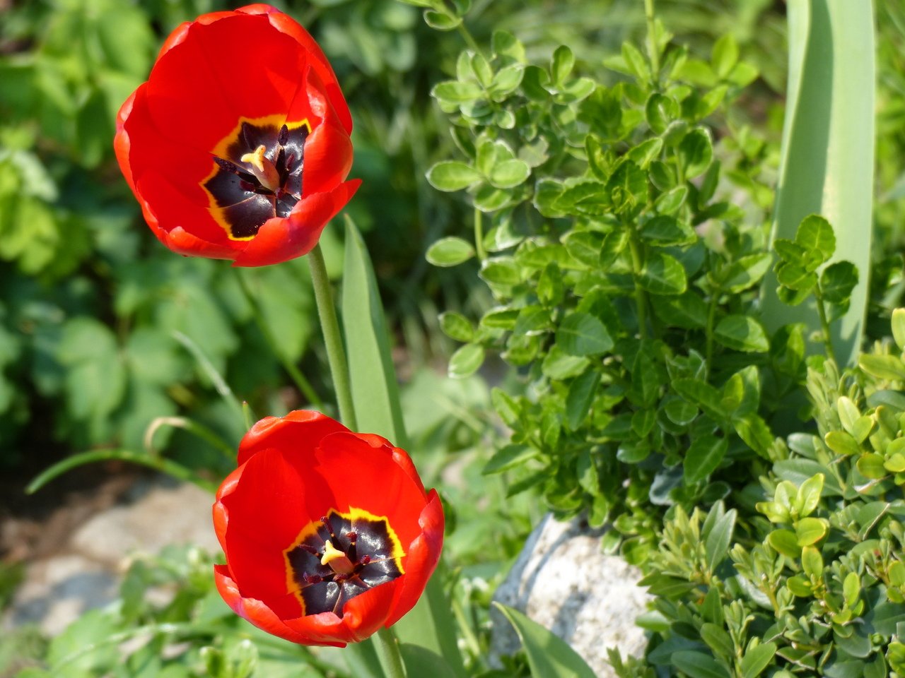 Symbolbild Blumenschmuckwettbewerb