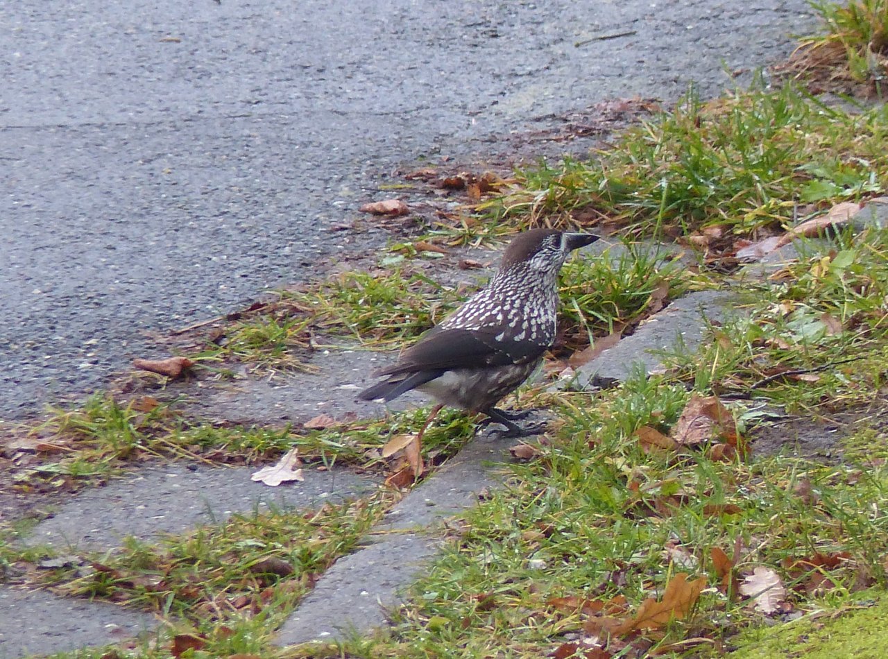 Ungewohnter Anblick: Tannenhäher auf Futtersuche