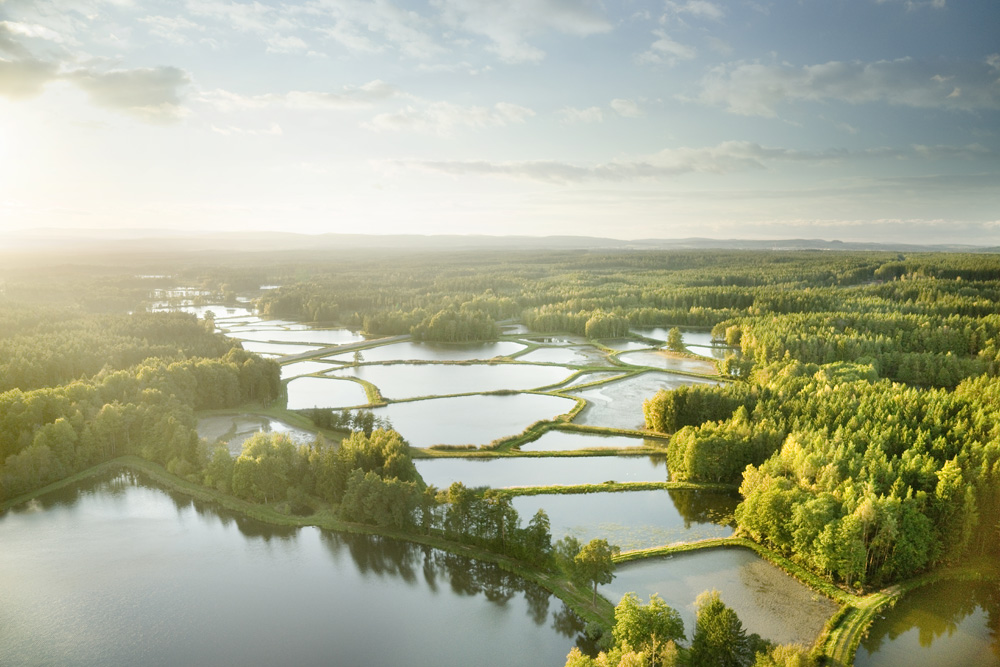 Tourismuszentrum Oberpfälzer Wald  Bild von Tobias Gerber Teichpfanne