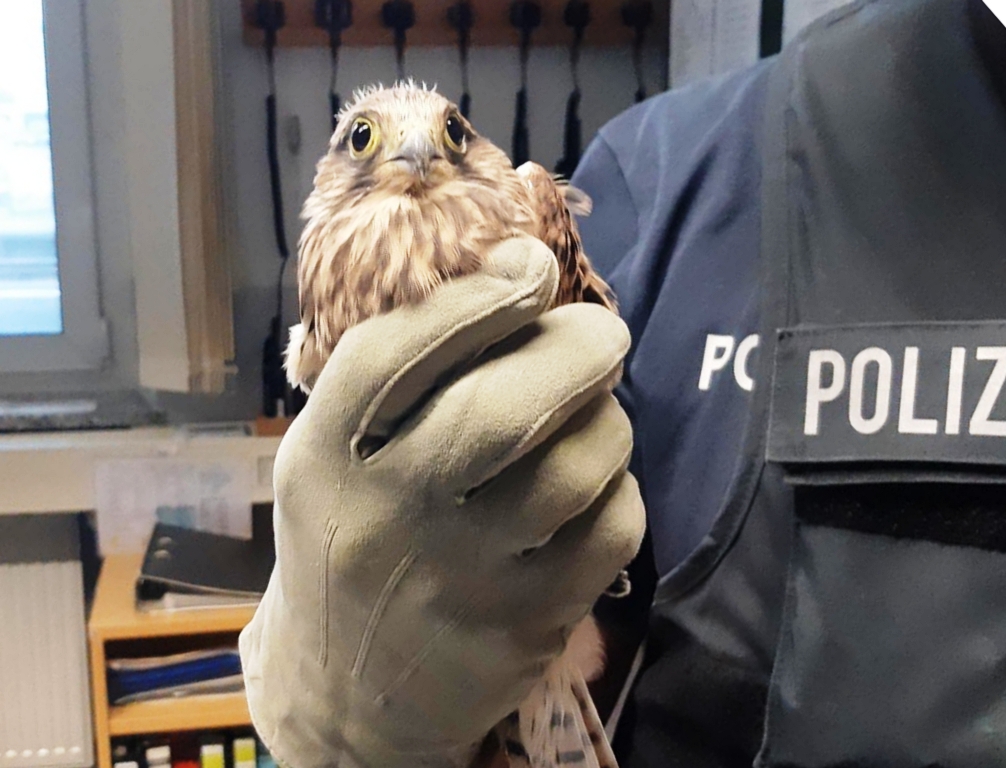 Turmfalke Bundespolizei Rettung