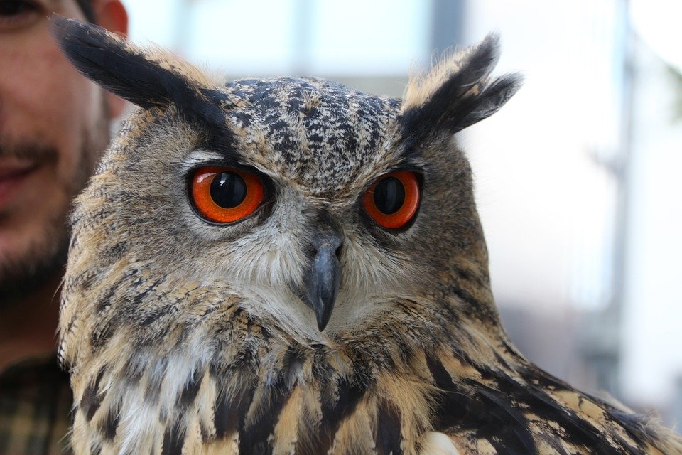 Uhu Eule Wildvögel Kopf Nachtvogel Tierwelt pixabay