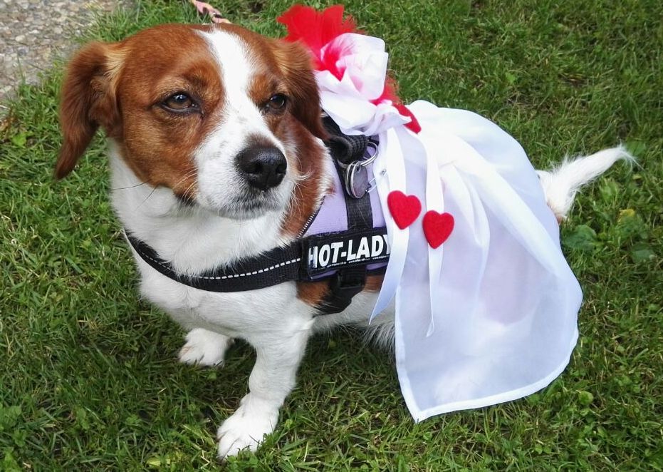 Unser Liebling die Lissy bei der Hochzeit