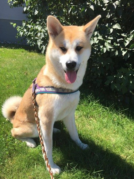 Unsere bayerische Akita Inu Dame Suki - Anja Reber