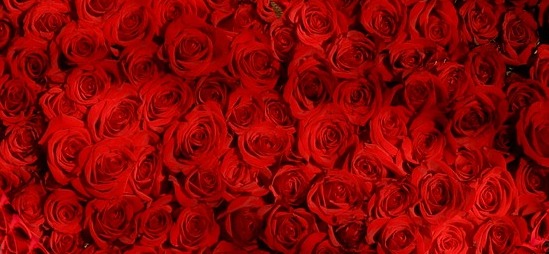 Valentinstag Holz Rosen Hintergrund Valentinstag Rot Blüte pixabay