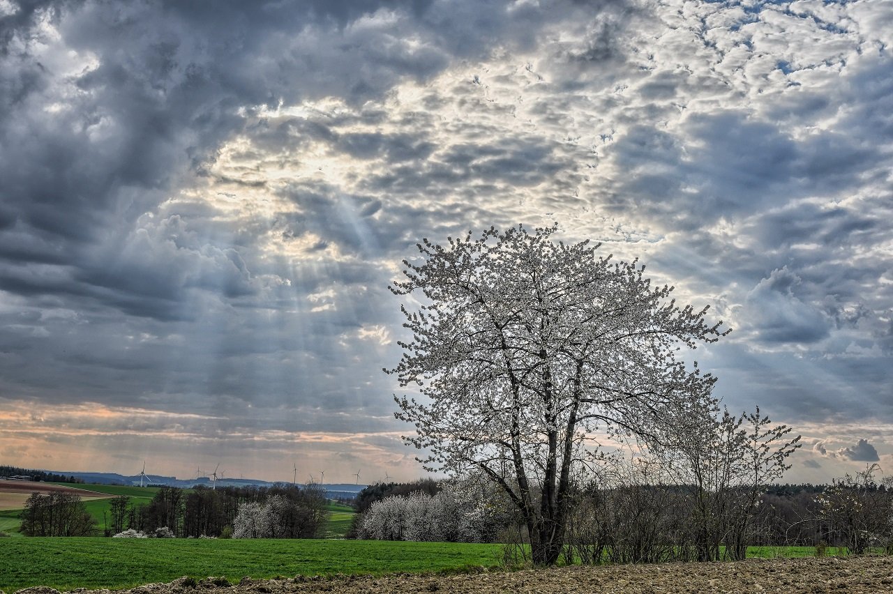 Vetter_Norbert_-_Kirschblüte_bei_Kemnath Fotofreunde Eschenbach Grafenwöhr