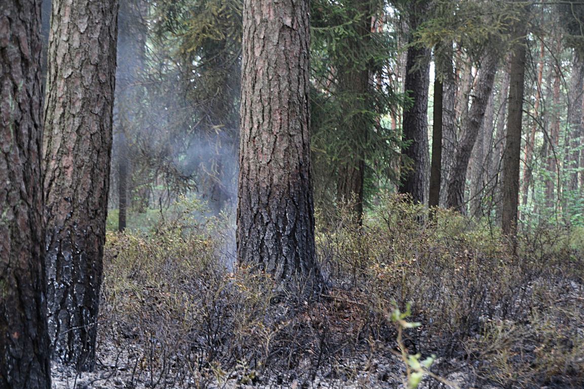 Wald Waldbrand Steinfels Mantel Feuerwehr Glut Feuer Qualm Wiese Gras Asche Busch Baum 1