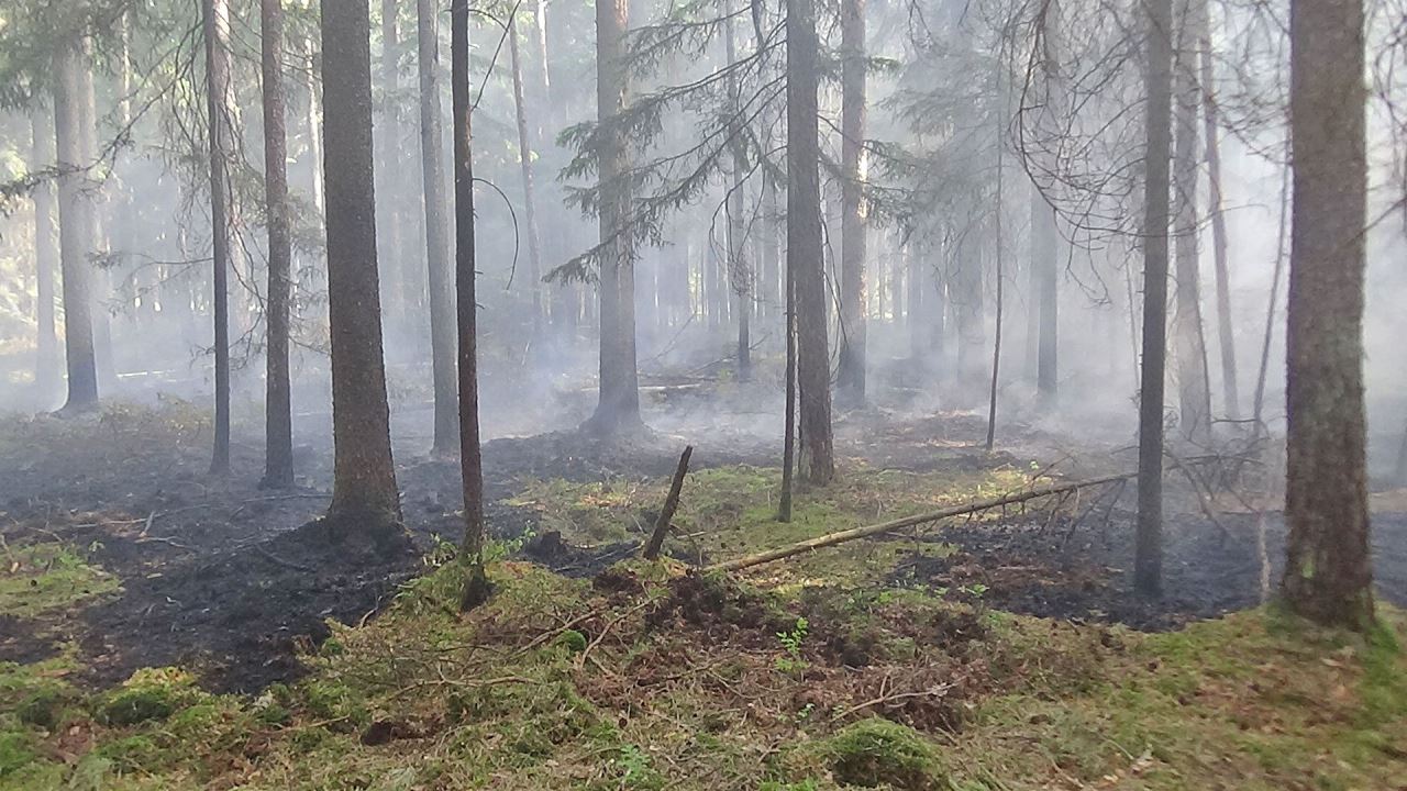 Waldbrandgefahr: Luftbeobachtungsflüge werden fortgesetzt