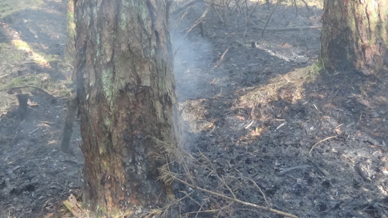 Waldbrand Eschenbach Penzenreuth Feuerwehr Einsatzkräfte Bild Jürgen Masching11