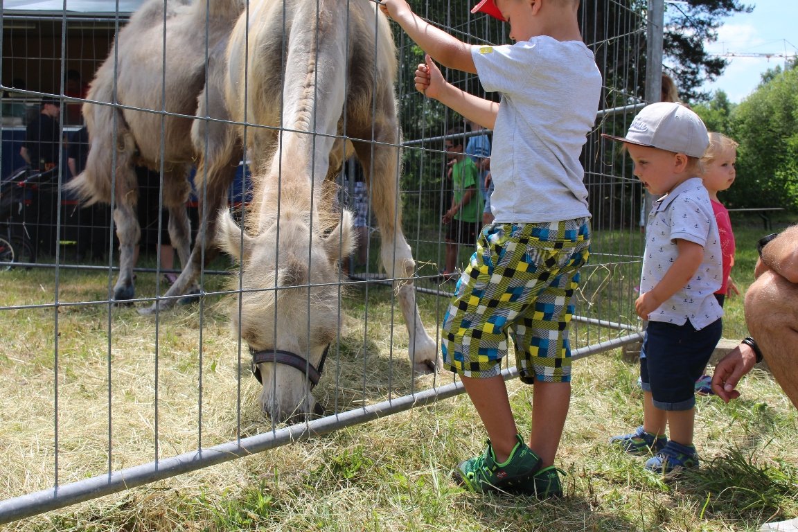 Kamel Dromedar Trampeltier Waldkinderfest Grafenwöhr  (70)